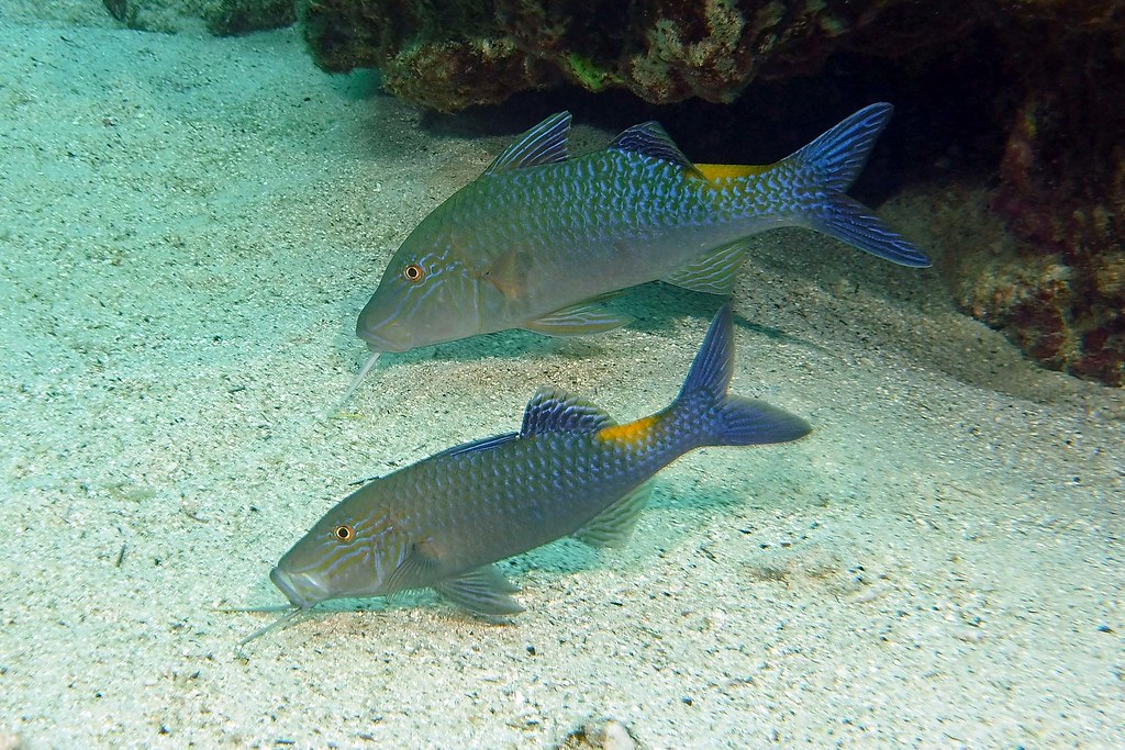 foragers juvenile blue goatfish BarryFackler Flickr