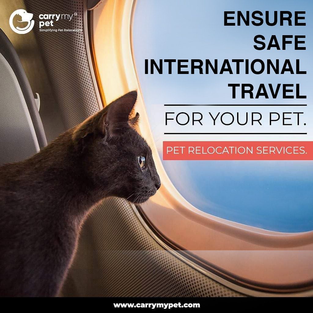 International Pet Travel Looking for international pet rel… Flickr