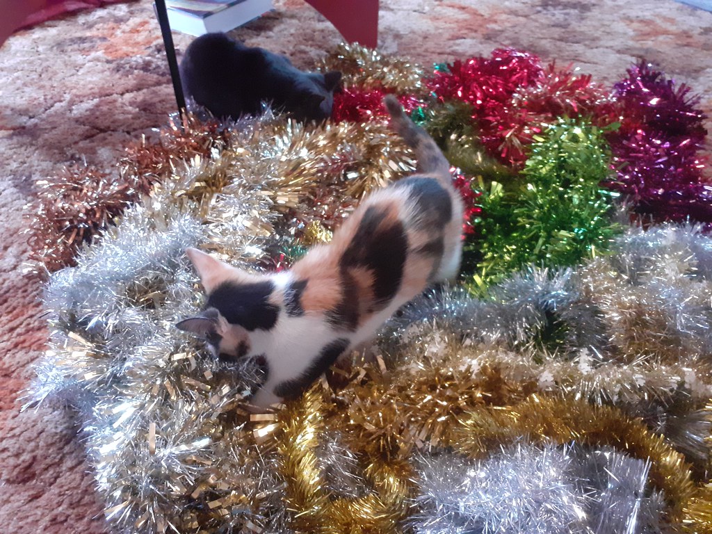 Cats and tinsel Today was the day the garlands go up a… Flickr