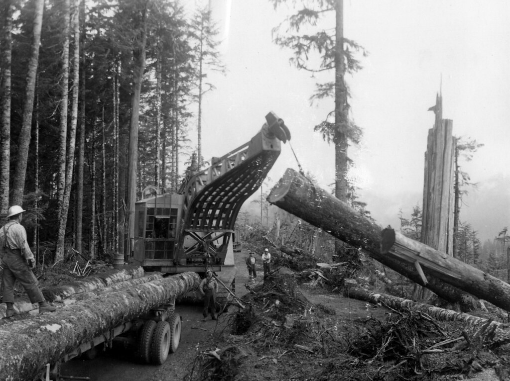 Loading Sitka spruce, Washington. Caption Loading Sitka s??? Flickr