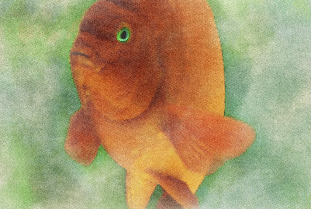 Garibaldi Fish (with texture) Shedd Aquarium, Chicago Flickr