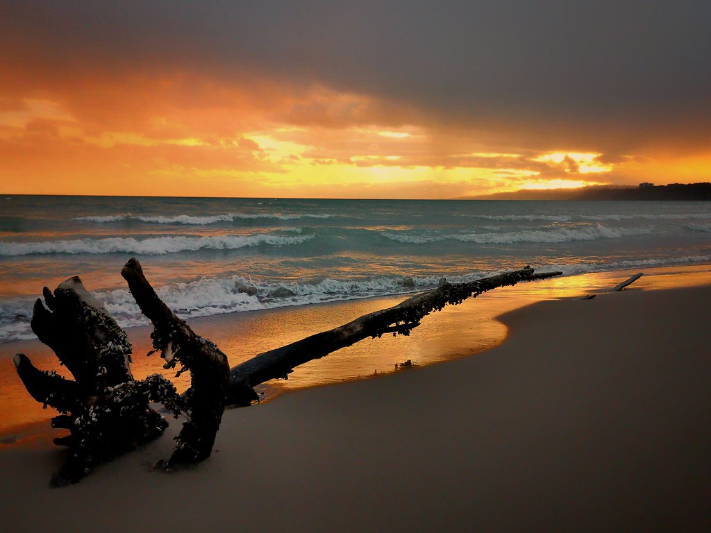 Toronto driftwood Scarborough shoreline ossington Flickr