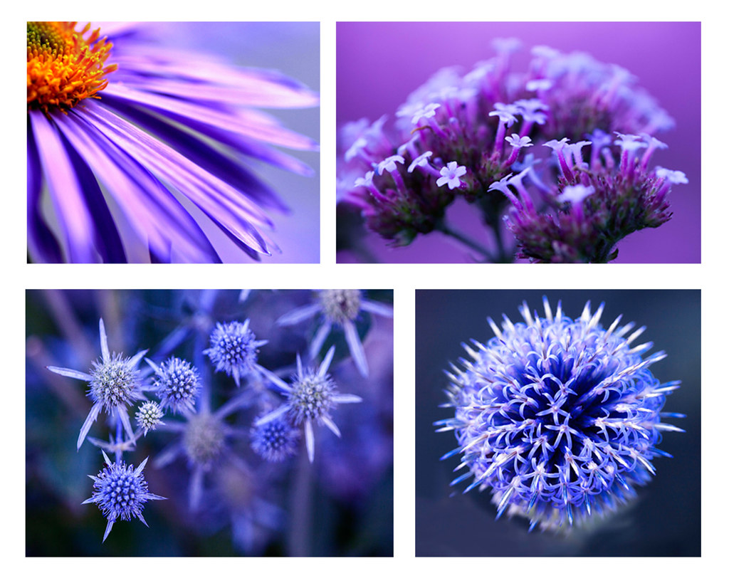 Flower Quartet All macro grey glass Flickr
