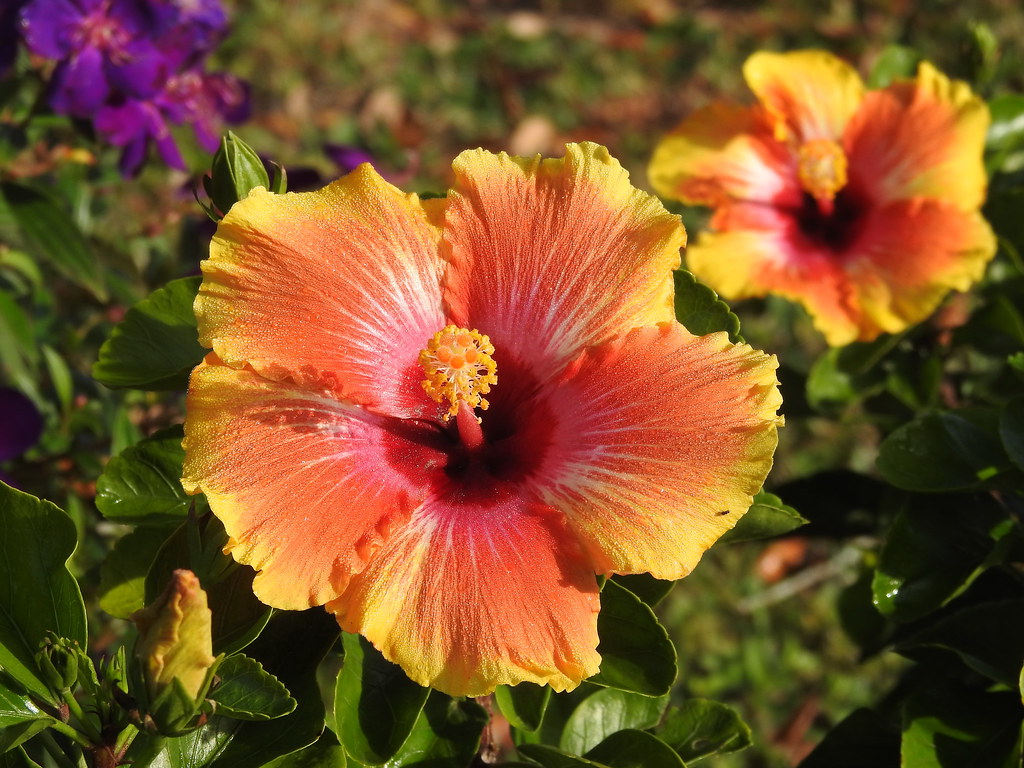Happy Hibiscus Still in bloom in central Florida, the Hibi… Flickr