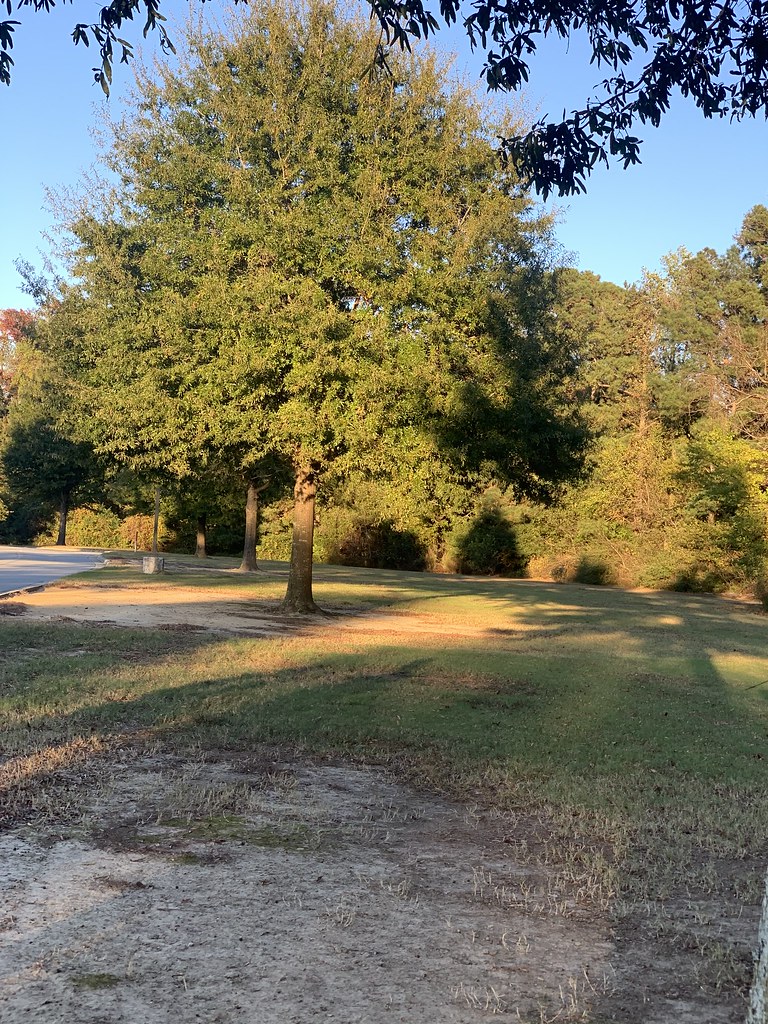 Willow oak Hailey Baker Flickr