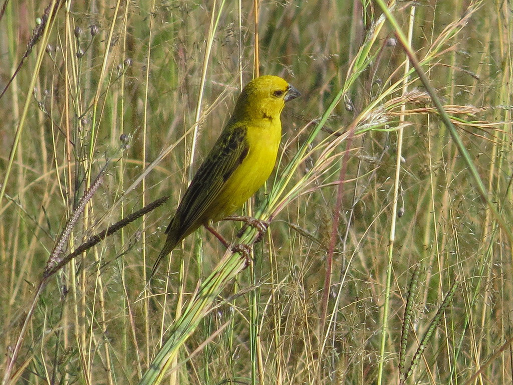 Cuckoo Finch / Koekoekvink IMG_9739 Anomalospiza imberbis Flickr