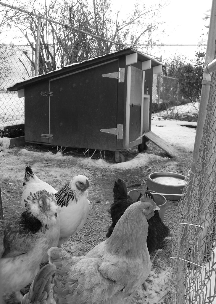 Farmyard005_Clarissa_Hadley Clarissa Hadley Flickr