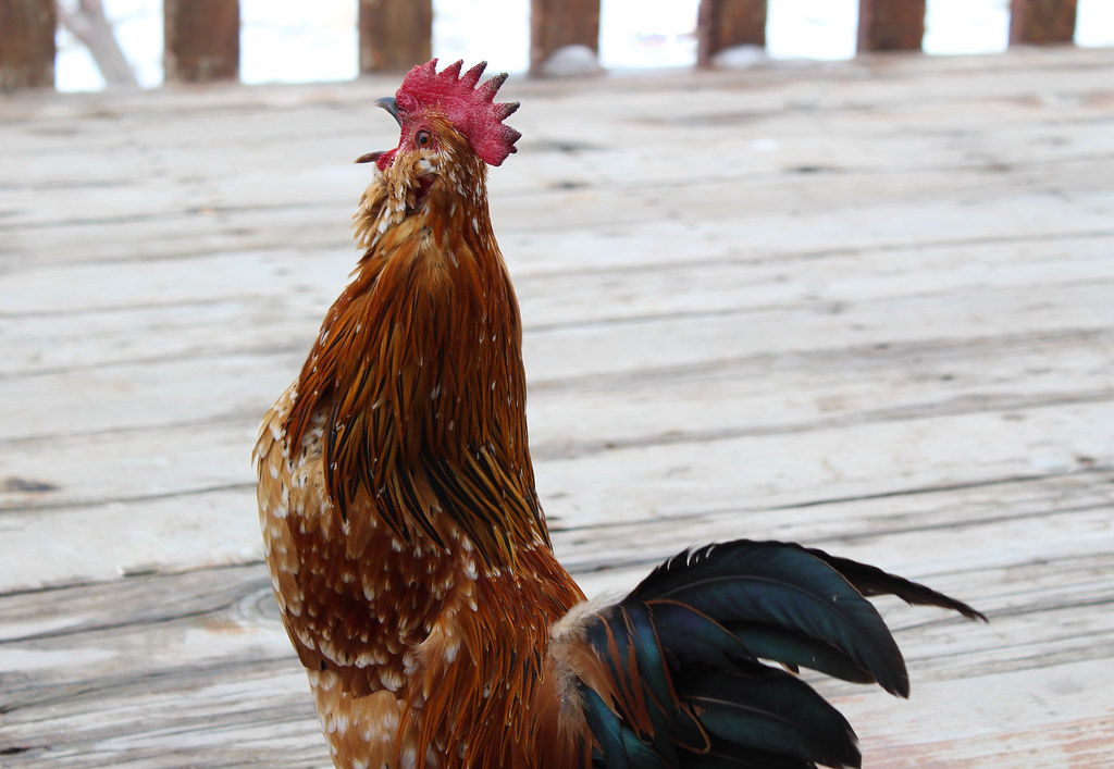 Crow002_Clarissa_Hadley Clarissa Hadley Flickr