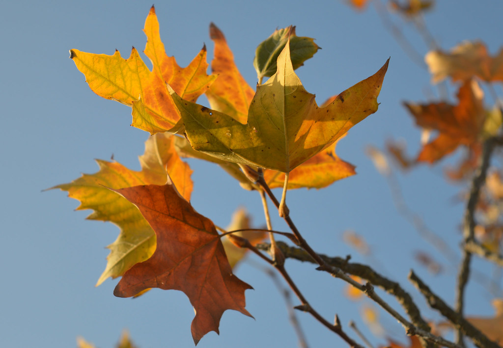 Sycamore Leaves, Fall Colors in Explore Autumn's gloriou… Flickr