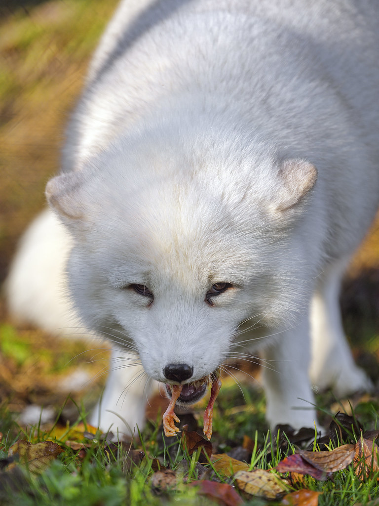 Arctic fox eating chicken Only the legs were still visible… Flickr