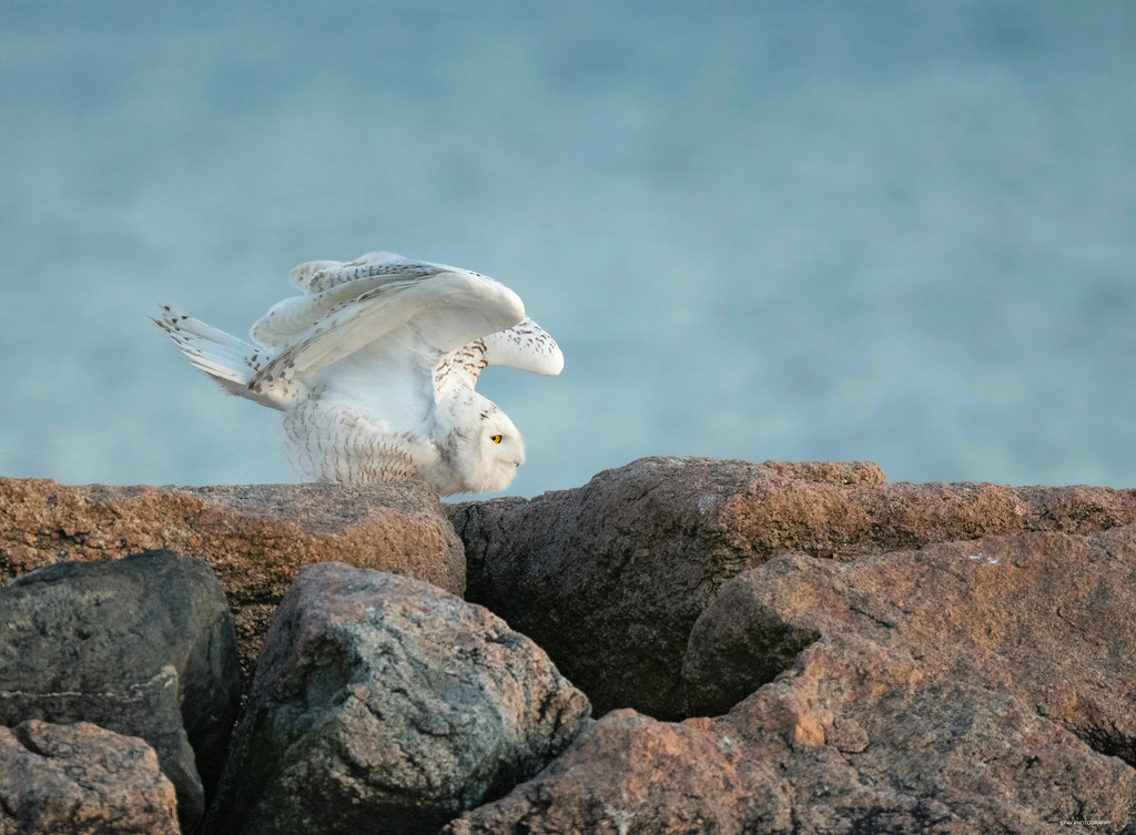 Preflight stretching routine I have not seen an owl that … Flickr