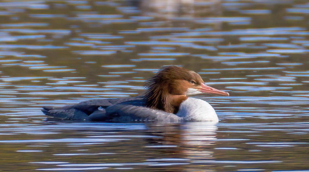 Common Merganser Puddingstone Reservoir, Pomona Photo Ste… Flickr