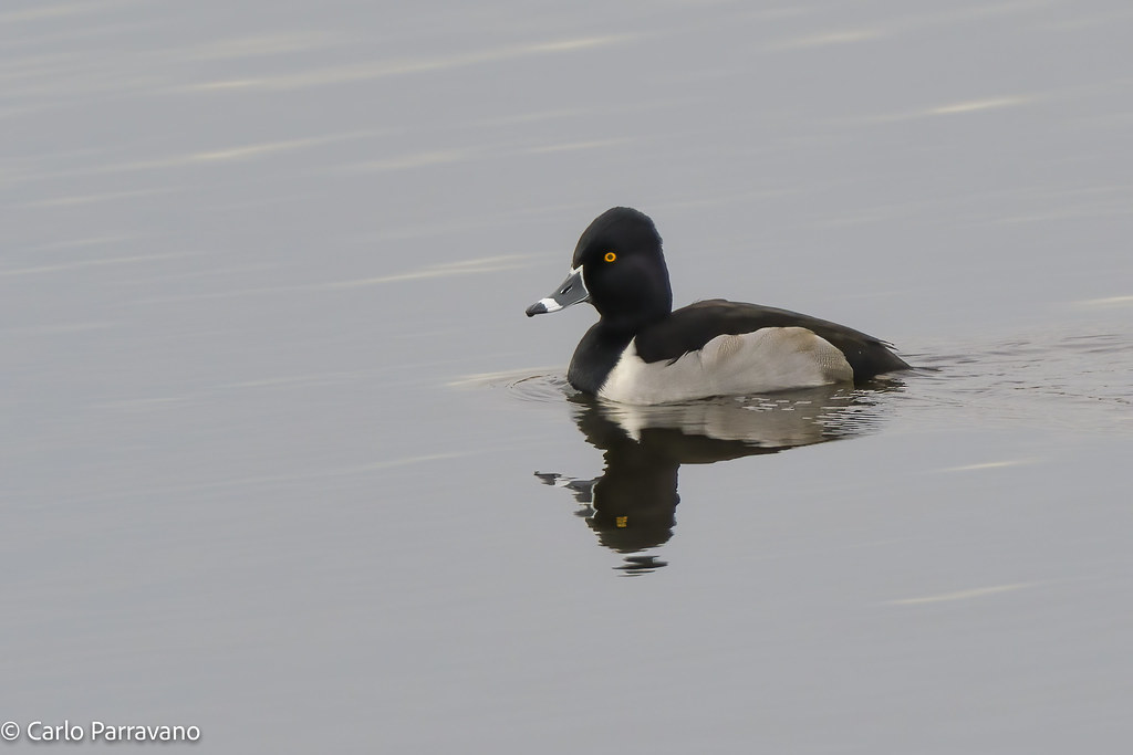 Ringnecked Duck Snoqualmie Valley, WA 20211213_CP60985 Carlo
