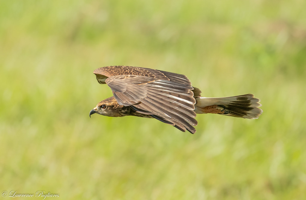 Juvenile snail kite Okeechobee County, Florida Lawrence Pugliares Flickr
