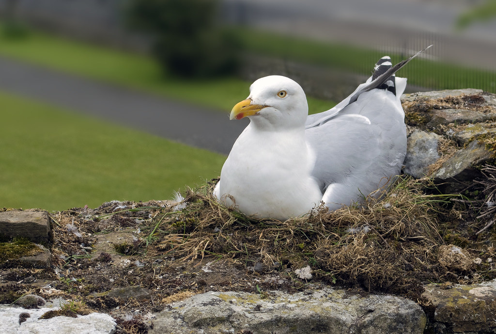 Herring gull (Larus argentatus) on nest, Beaumaris Castle,… Flickr