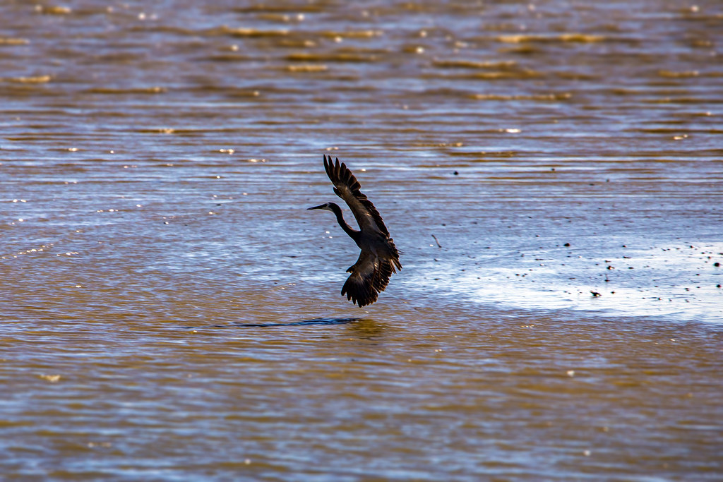 Birds of Manukau Harbour, December 2021 Flickr