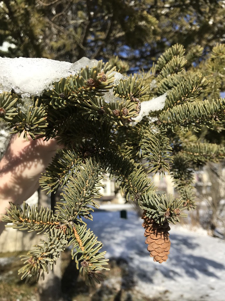 Red Spruce Needles Ashton Putnam Flickr