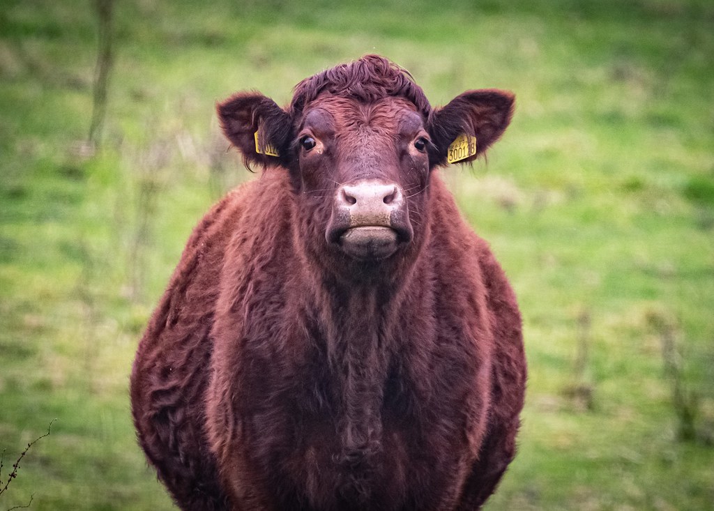 “Fat Cow”…. Nikkor 800mm f5.6 ED David P Cooper Flickr