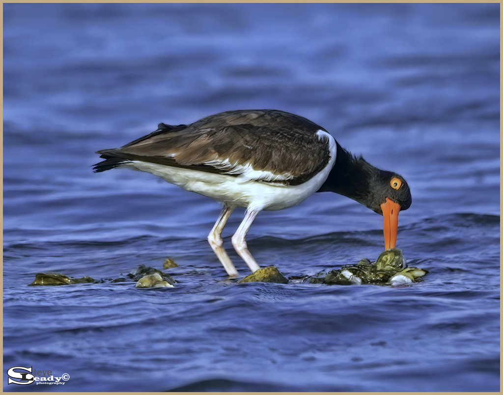 DSC01564 American Oyster Catcher Stephen Leady Flickr