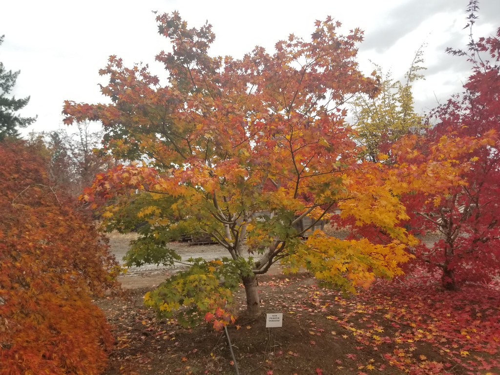 Japanese Maple Tree Pros & Cons SARPO