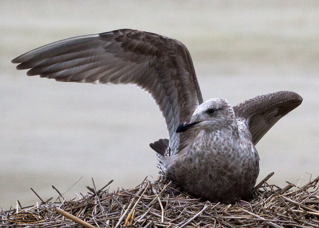 Herring Gull at Bay St Louis Herring Gull RabbyTat Flickr