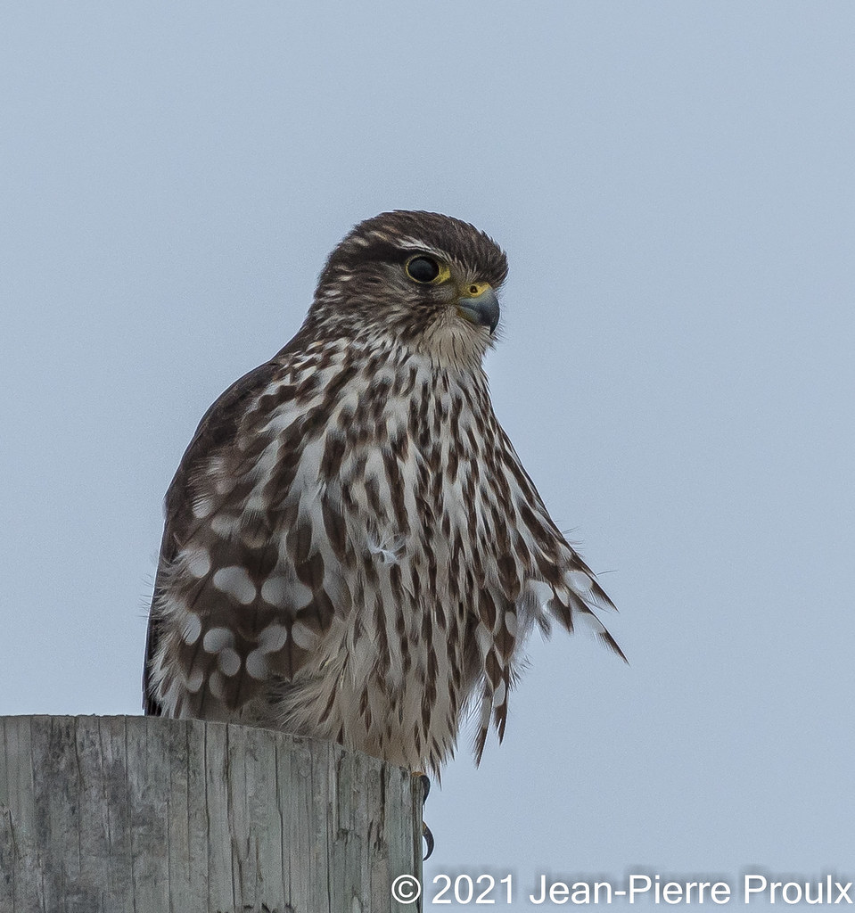 Faucon Émérillon StÉtienne de Beauharnois, Qc. JeanPierre Proulx