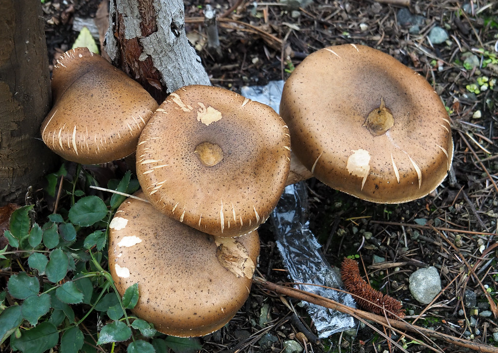 Rose Mushrooms Rose because the mushrooms are growing at… Flickr