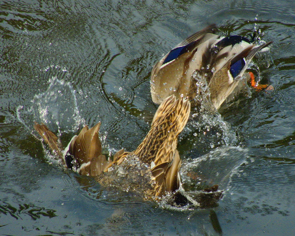 Mallard pair, diving A pair of mallards, Anas platyrhyncho… Flickr
