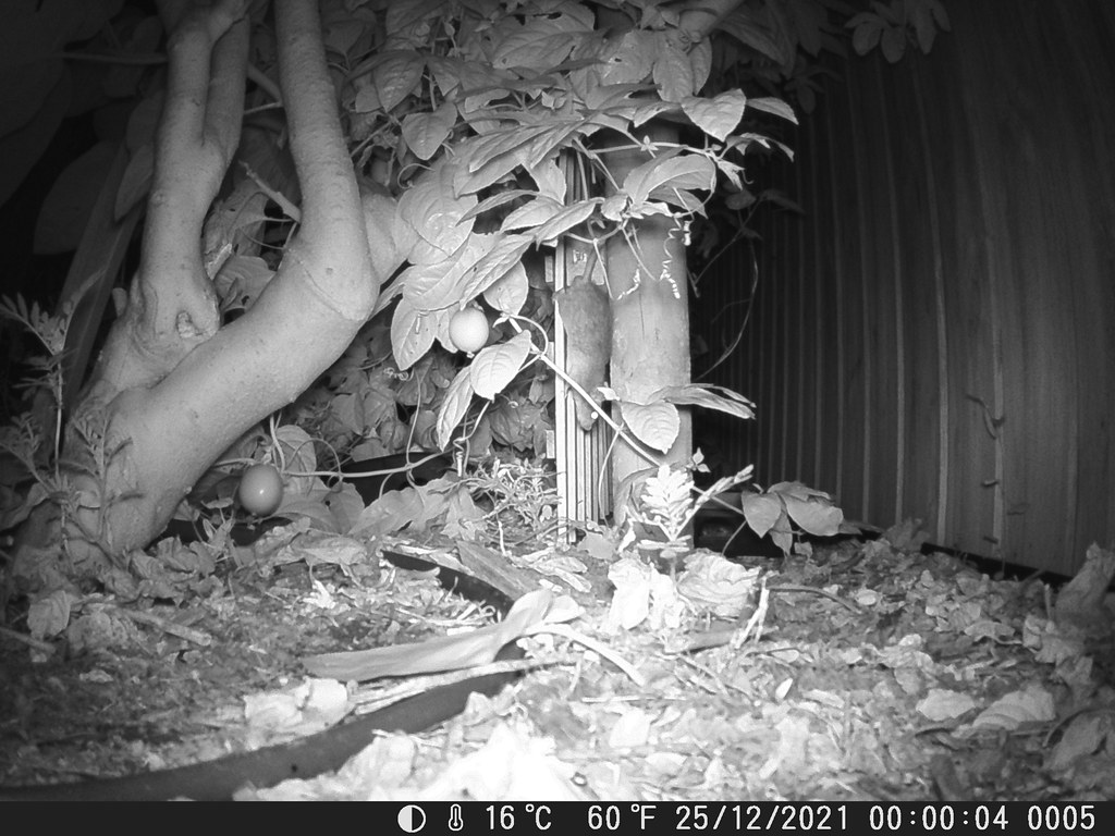 Rat on passionfruit vine Wildife camera ozbuglady Flickr