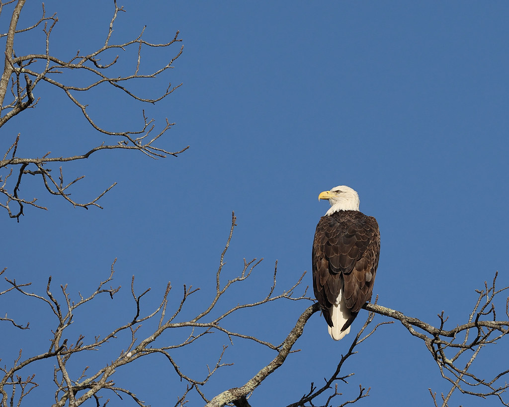 Bald Eagle SW Ohio December 26, 2021 Roger Hickey Flickr