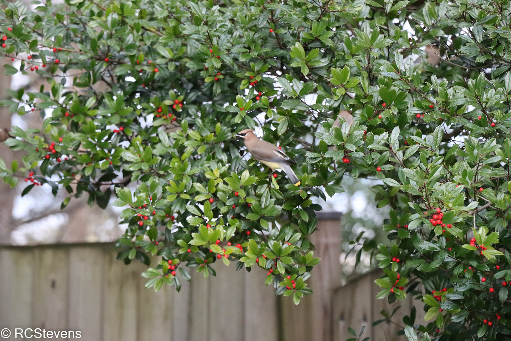Backyard Birds Flickr