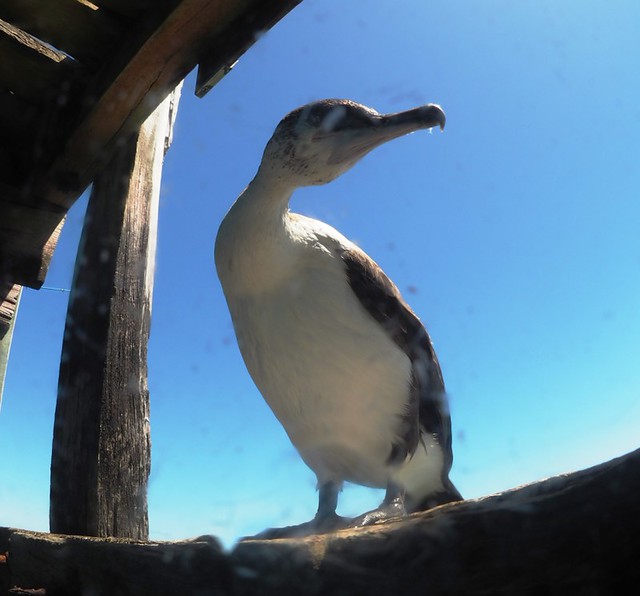 Cormorant Rye Pier Phil Watson Flickr