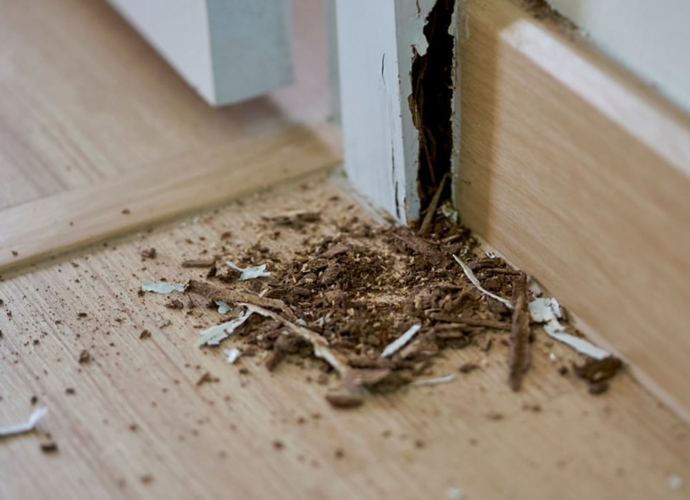 Termite Damage Control San Antonio Choose the best termite… Flickr