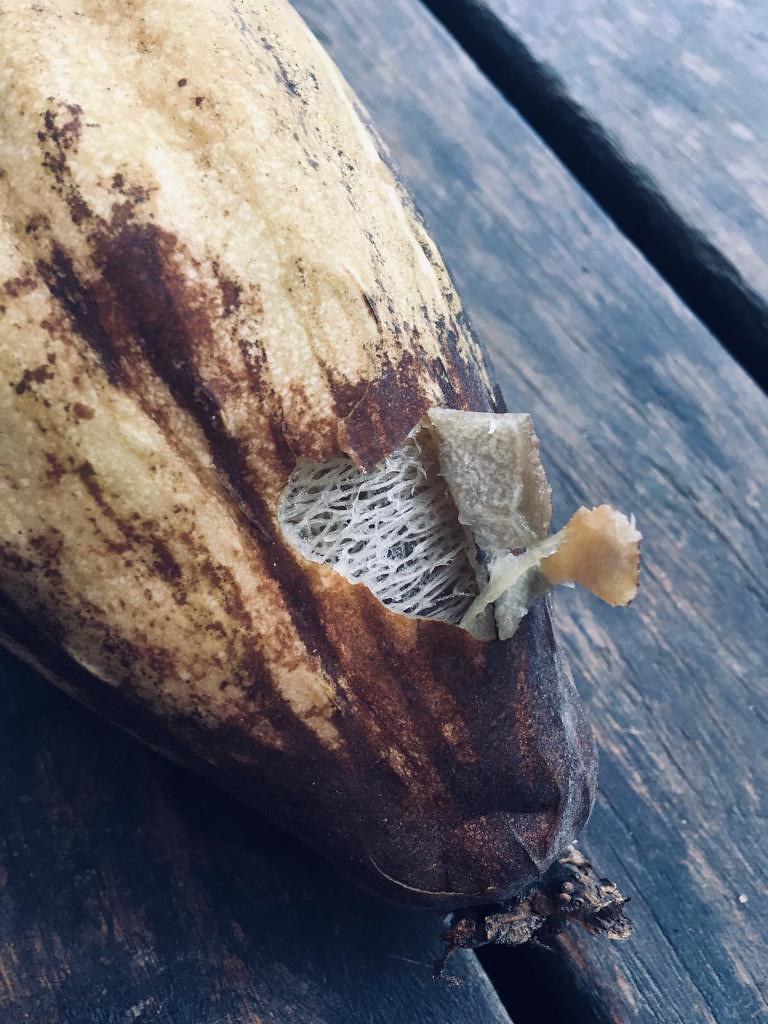 Loofah gourd dried and ready to peel magictorch Flickr