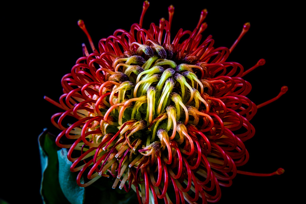Protea Cut Flowers For Sale at Daphne Collins blog