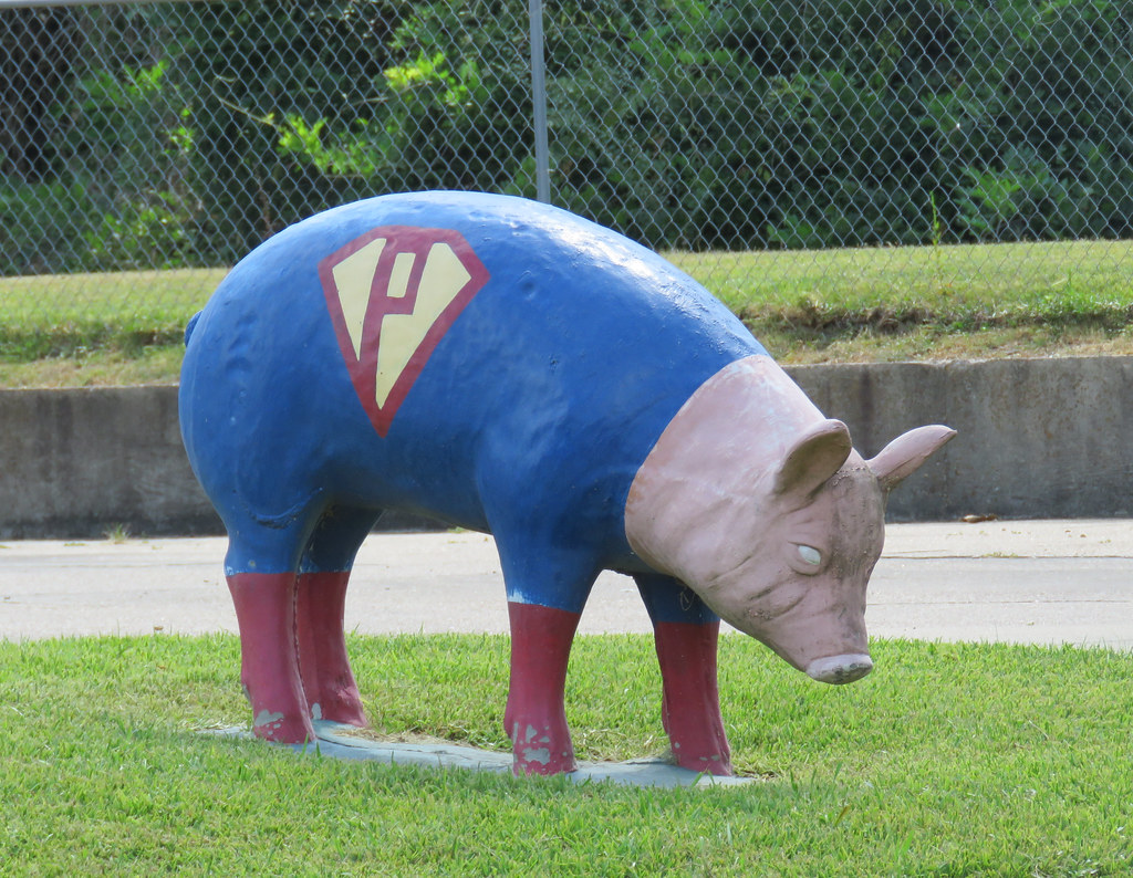 The pigs of Winnfield Winnfield, Louisiana. "Each year, in… Flickr