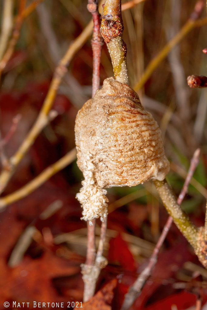 Sandhills Game Lands w/Adrian Flickr