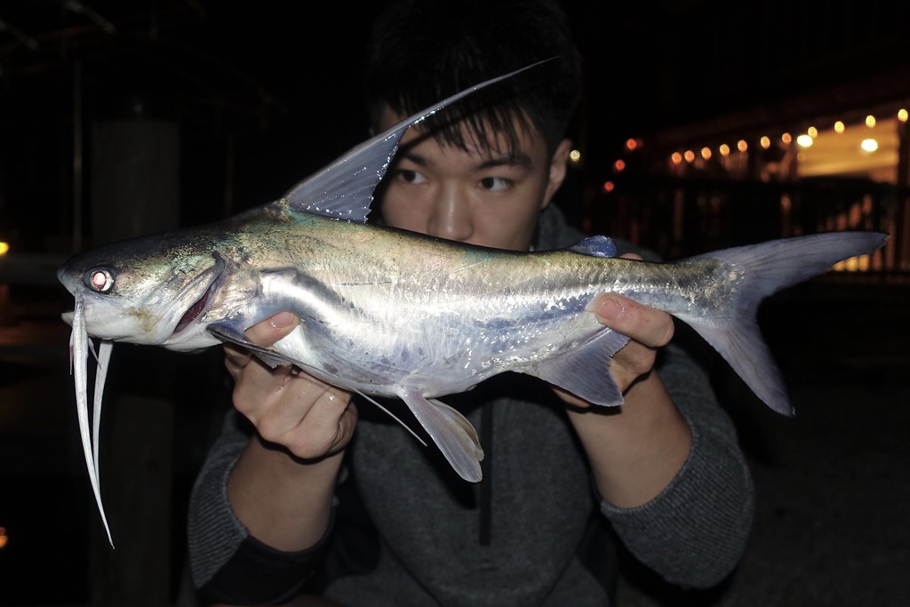 Gafftopsail Catfish (Bagre marinus) bli_fishgod Flickr