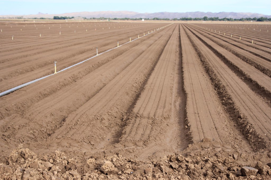 Yuma produce. mattino (22) Mina e Gianni Occidentale Flickr