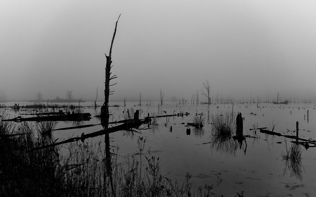 Sandy Ridge A foggy New Year's day at Sandy Ridge, a great… Flickr