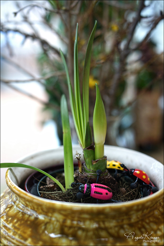 Flickriver Most interesting photos from House plants A Field Guide pool