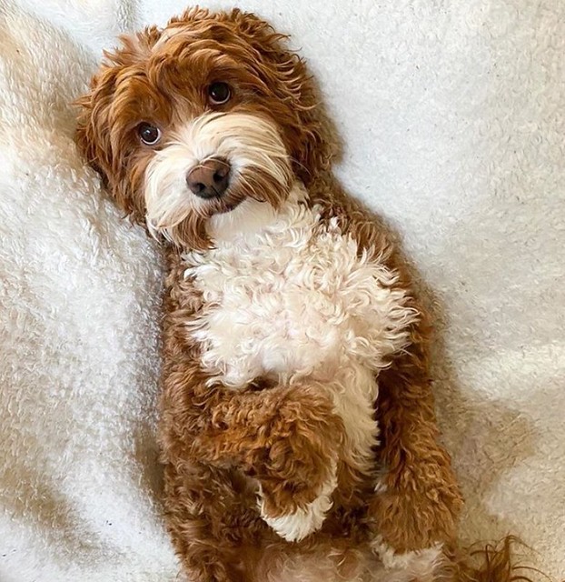 Labradoodle In bed Please credit for use Jamie