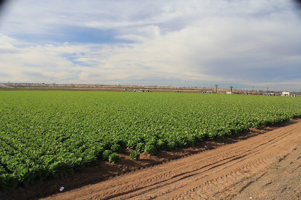 Yuma produce. mattino (90) Mina e Gianni Occidentale Flickr