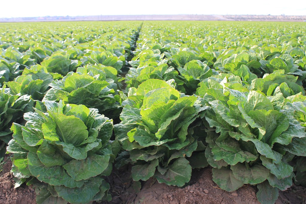 Yuma produce. mattino (80) Mina e Gianni Occidentale Flickr