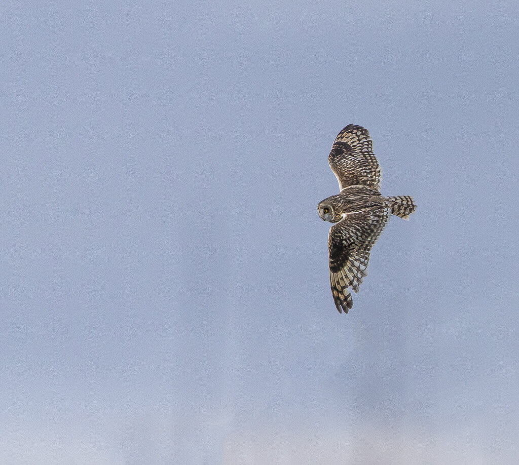 Short Eared Owl Bempton Yorkshire England January 2022 Flickr