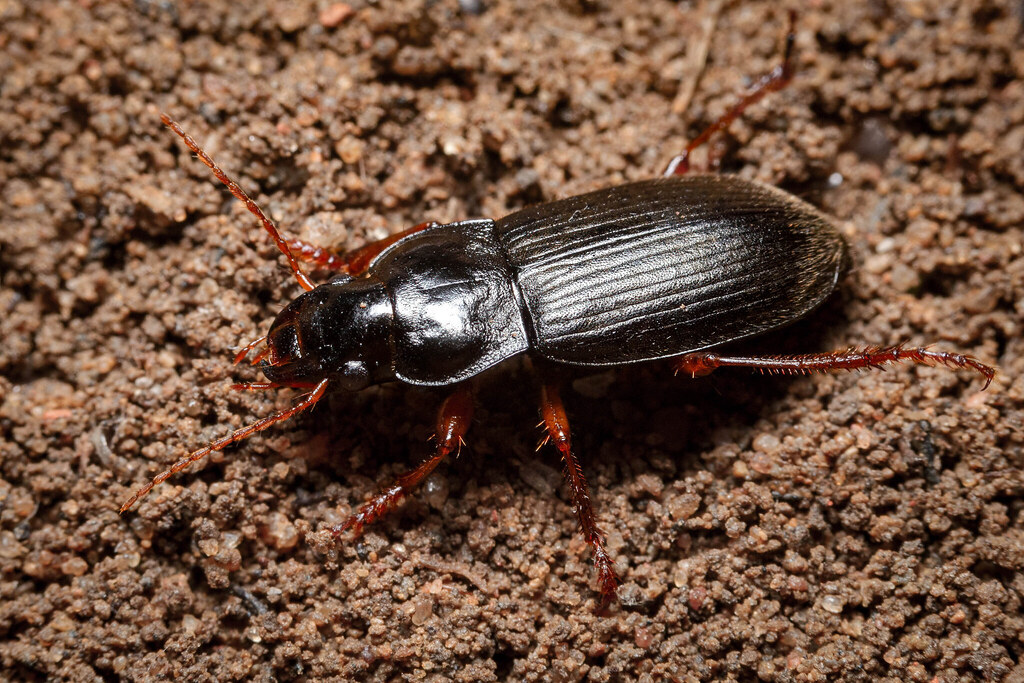 Harpalus rufipes (Strawberry Seed Beetle) Carabidae Ab… Flickr