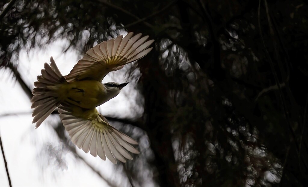 Tropical kingbird Rare bird in Palo Alto Susan LeClair Flickr