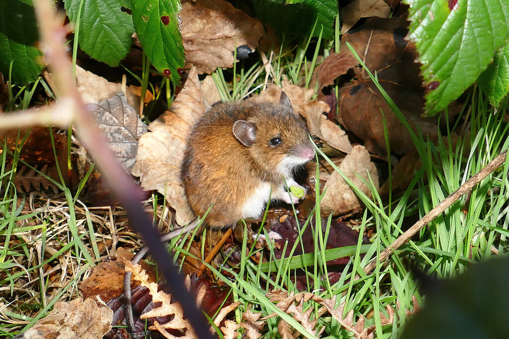 Final Portrait Little Field Mouse (Wood Mouse) at Murlough… Flickr
