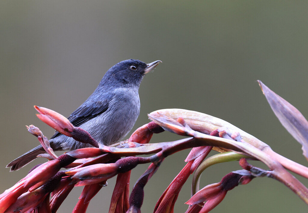 Percefleur ardoisé Savegre/San José/Costa Rica_20211201_… Flickr