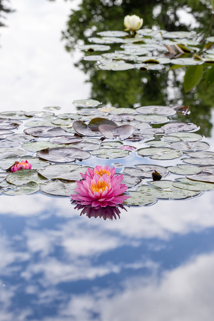 Water Lilies and Clouds Denver Botanic Gardens Flickr